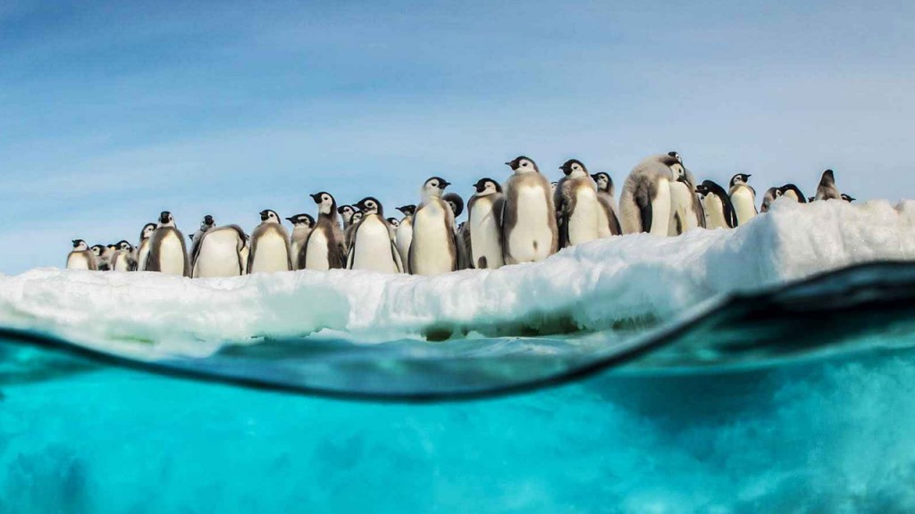 la marcia dei pinguini – Il richiamo 02